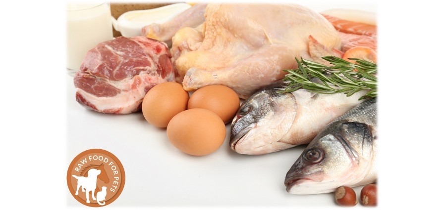 Protein Sources and Variety Protein Sources and Variety